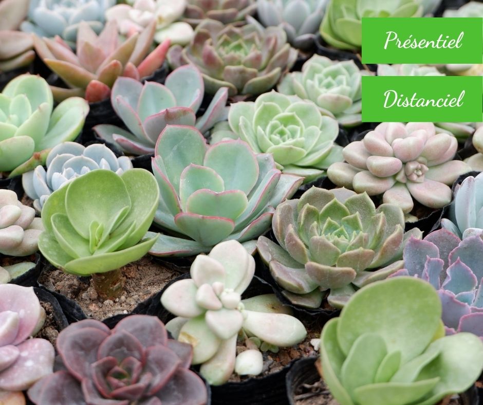 WoodLuck Event - Atelier mini succulentes